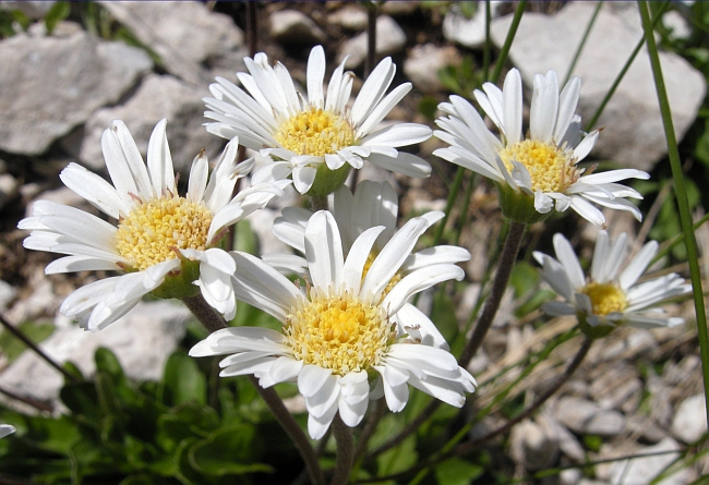 Aster bellidiastrum